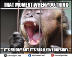 Monkey Memes