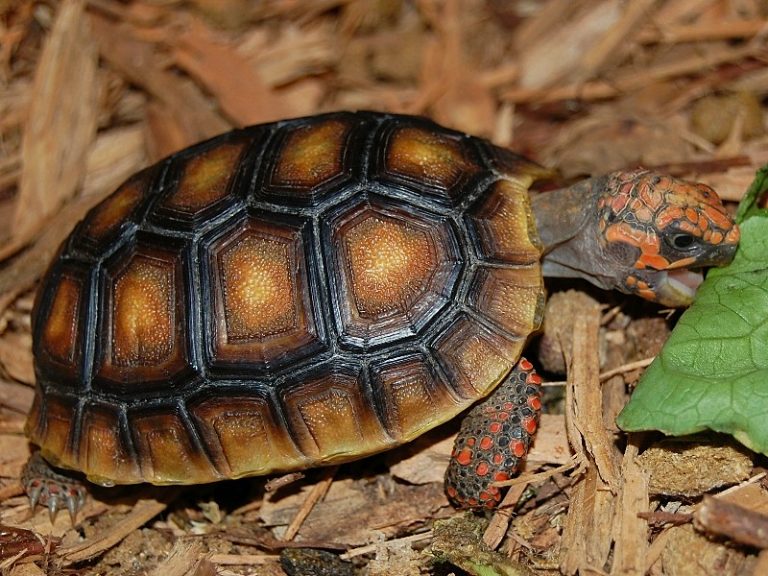 Redfooted Tortoise Facts, Habitat, Diet, Lifespan, Pictures