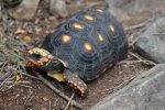 Red-footed Tortoise Facts, Habitat, Diet, Lifespan, Pictures