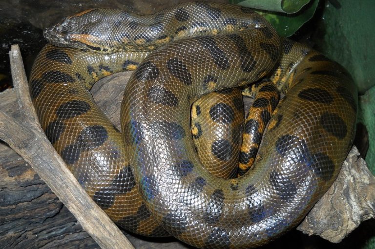 Green Anaconda Facts, Size, Weight, Habitat, Diet, Pictures