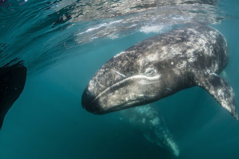 Gray Whale Facts, Size, Habitat, Behavior, Diet, Pictures