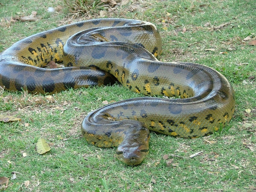 anaconda predators and prey