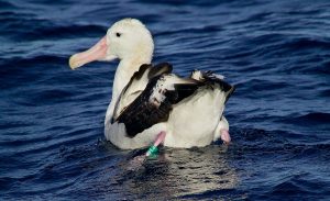 wandering albatross mating behavior