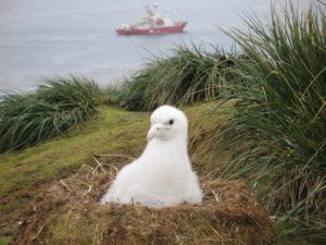 wandering albatross next to person