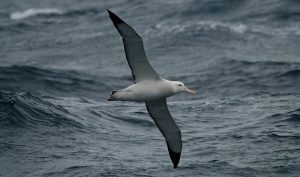 wandering albatross mating behavior