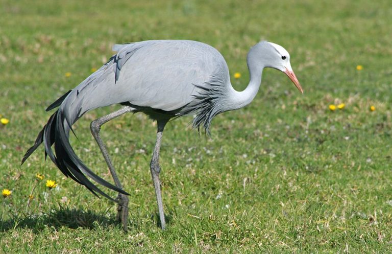 Blue Crane Facts, Habitat, Diet, Lifespan, Predators, Pictures