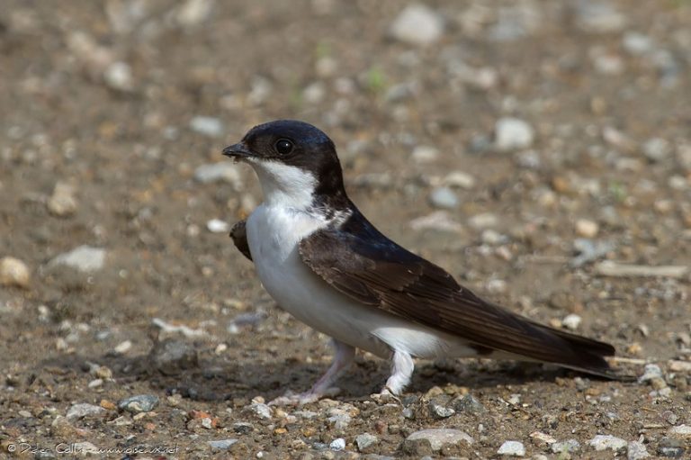 Common House Martin Facts, Habitat, Diet, Predators, Pictures