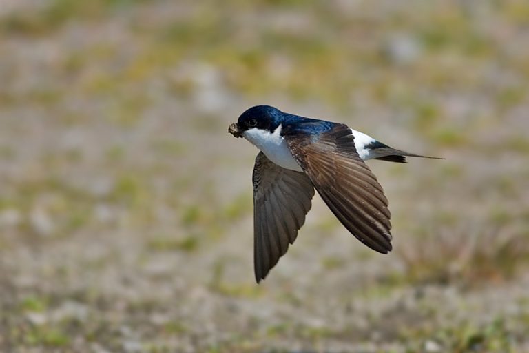 Common House Martin Facts, Habitat, Diet, Predators, Pictures