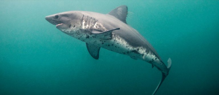 where do salmon sharks live