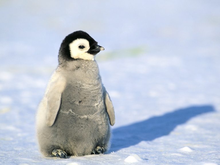 Penguin Facts, Types, Habitat, Diet, Adaptations, Pictures