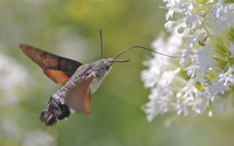 pellucid hawk moth looks like humming bird