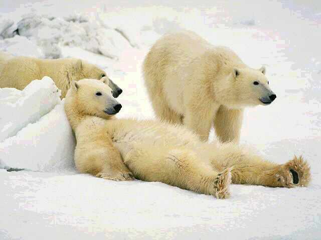 arctic tundra animals list