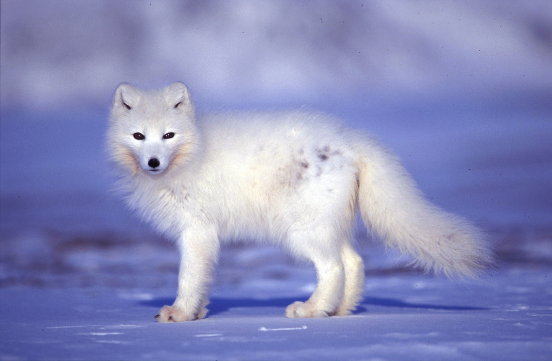 tundra biome animals