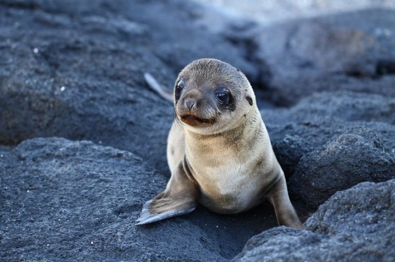 galapagos-islands-animals-list-facts-and-pictures