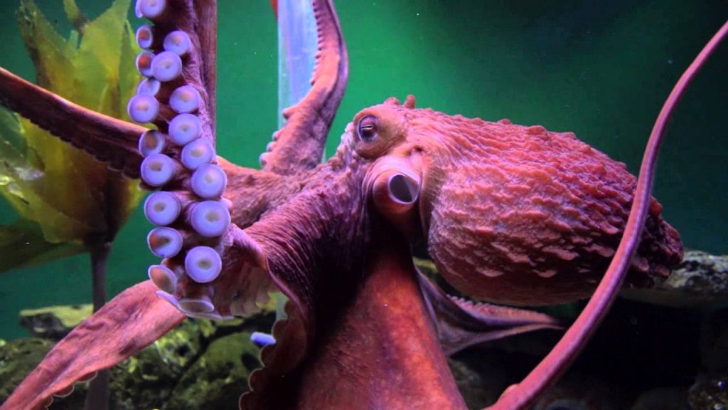 Giant Pacific Octopus Facts, Habitat, Diet, Life Cycle, Baby, Pictures