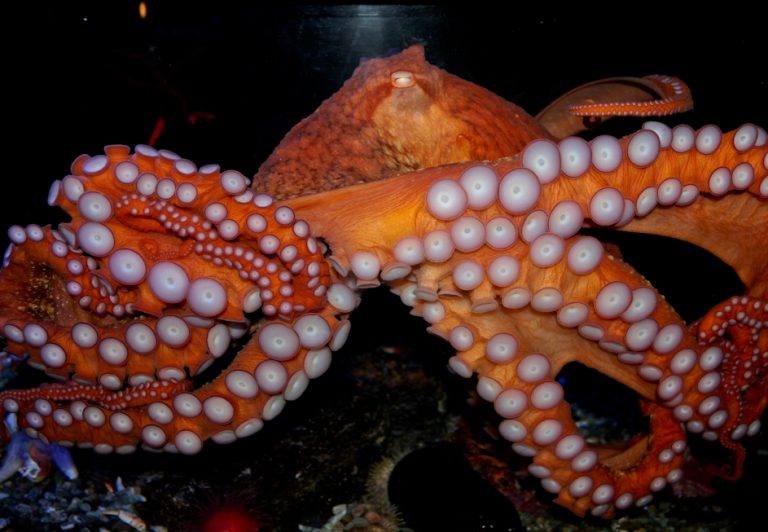 wolf eel diet in captivity