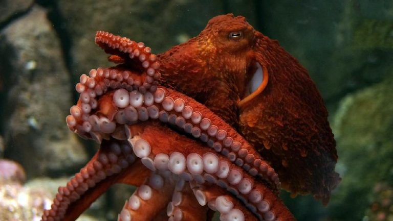 Giant Pacific Octopus Facts, Habitat, Diet, Life Cycle, Baby, Pictures