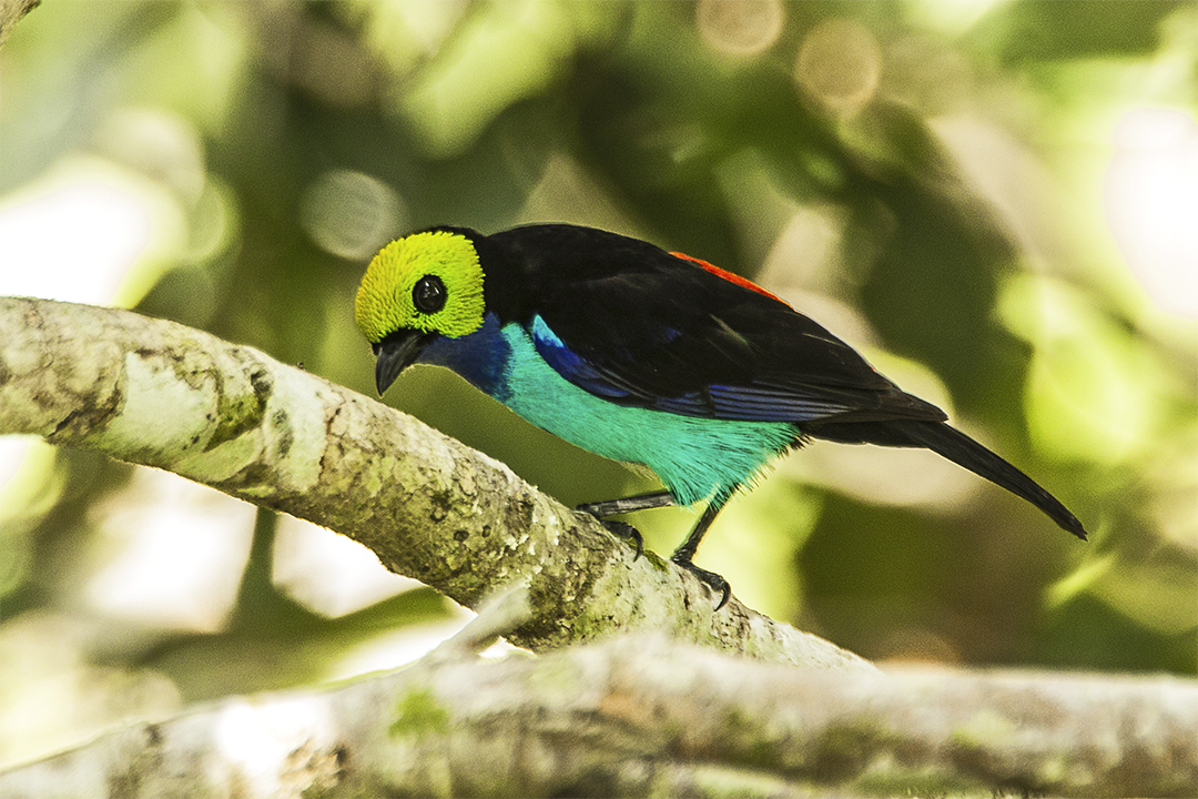 Amazon Rainforest Animals Word Search