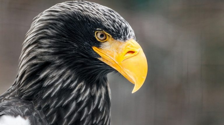 Steller's Sea Eagle Facts, Habitat, Diet, Life Cycle, Baby, Pictures