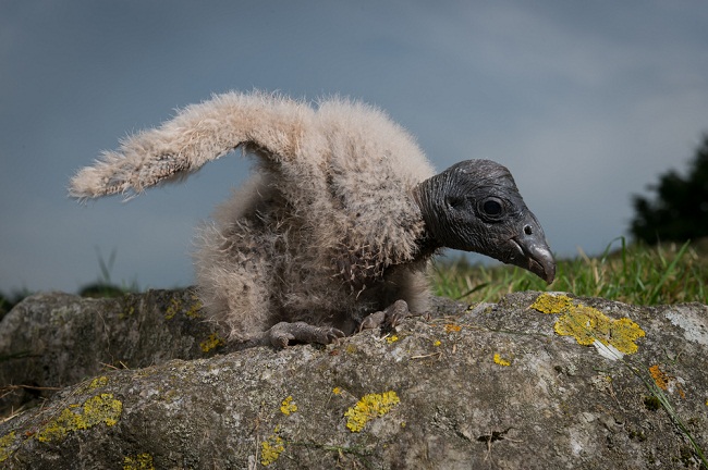    https://www.animalspot.net/wp-content/uploads/2018/05/Andean-Condor-Baby.jpg    