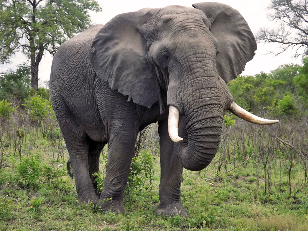 Forest African Elephant 