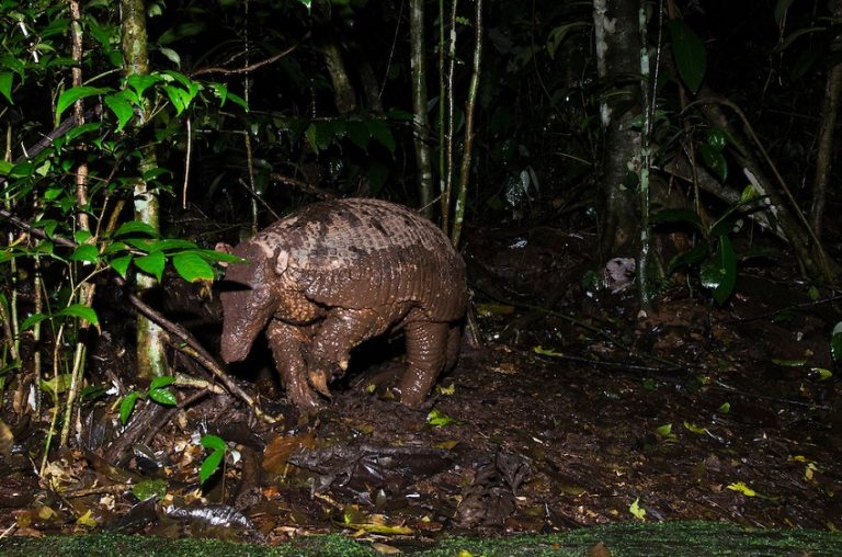 Giant Armadillo Information Habitat Adaptations Pictures