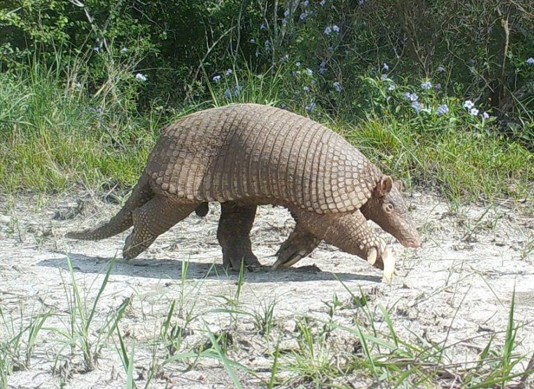 Giant Armadillo Information, Habitat, Adaptations, Pictures