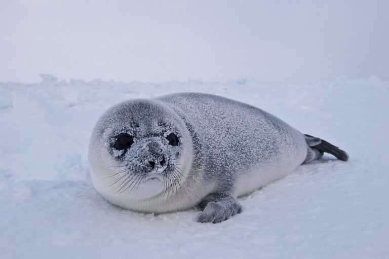 Hooded Seal (Bladder-nosed Seal) Facts, Habitat, Diet, Life Cycle, Baby ...