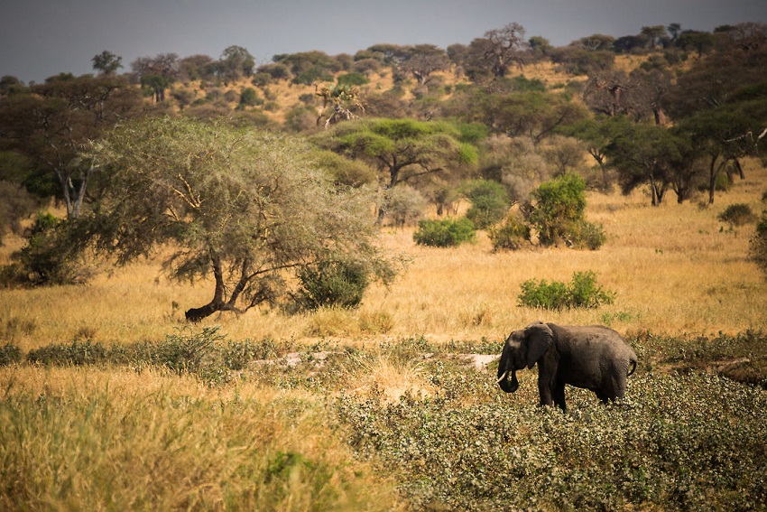 African Bush Elephant Habitat 