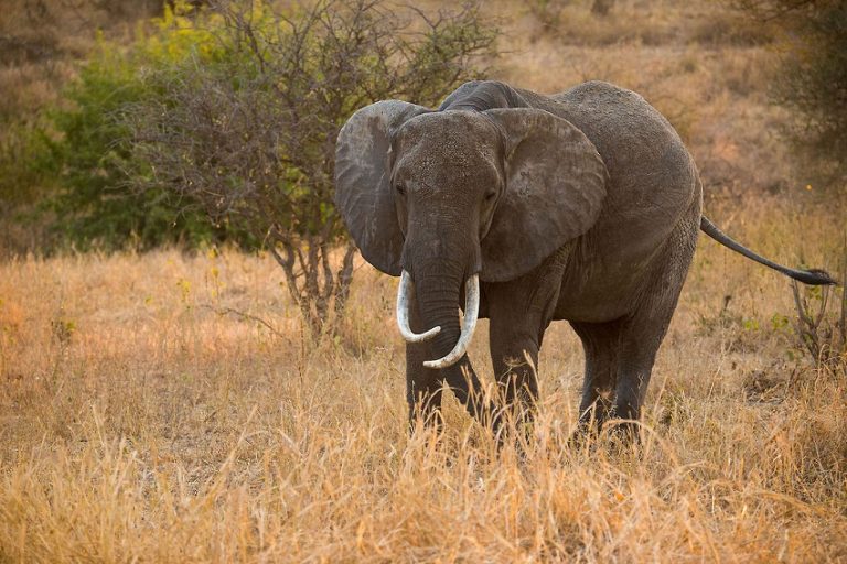 African Bush Elephant Facts, Habitat, Diet, Life Cycle, Baby, Pictures