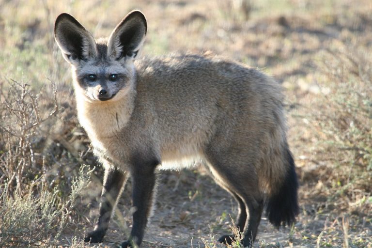 Bat-eared Fox Facts, Habitat, Diet, Life Cycle, Baby, Pictures