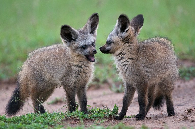 bat-eared-fox-facts-habitat-diet-life-cycle-baby-pictures