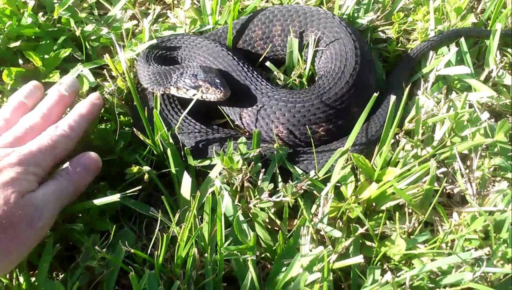 Banded Water Snake Facts, Habitat, Diet, Life Cycle, Baby, Pictures