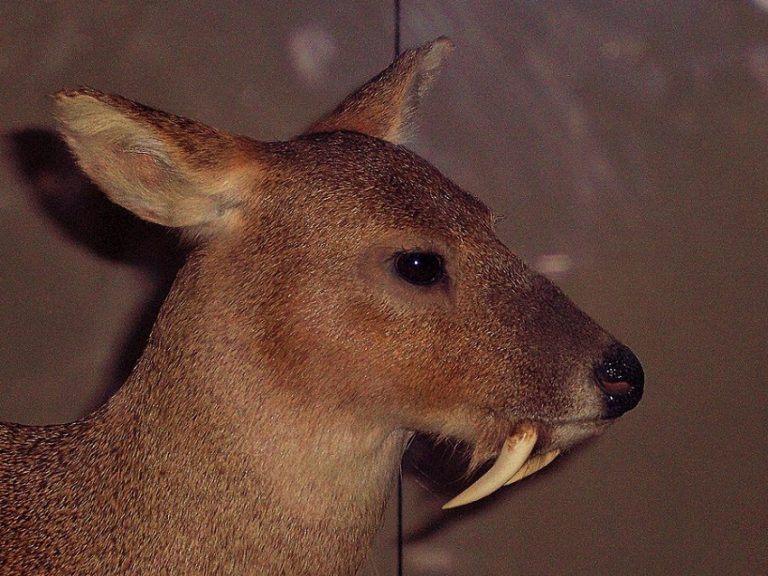 Chinese Water Deer Facts, Habitat, Diet, Life Cycle, Baby, Pictures