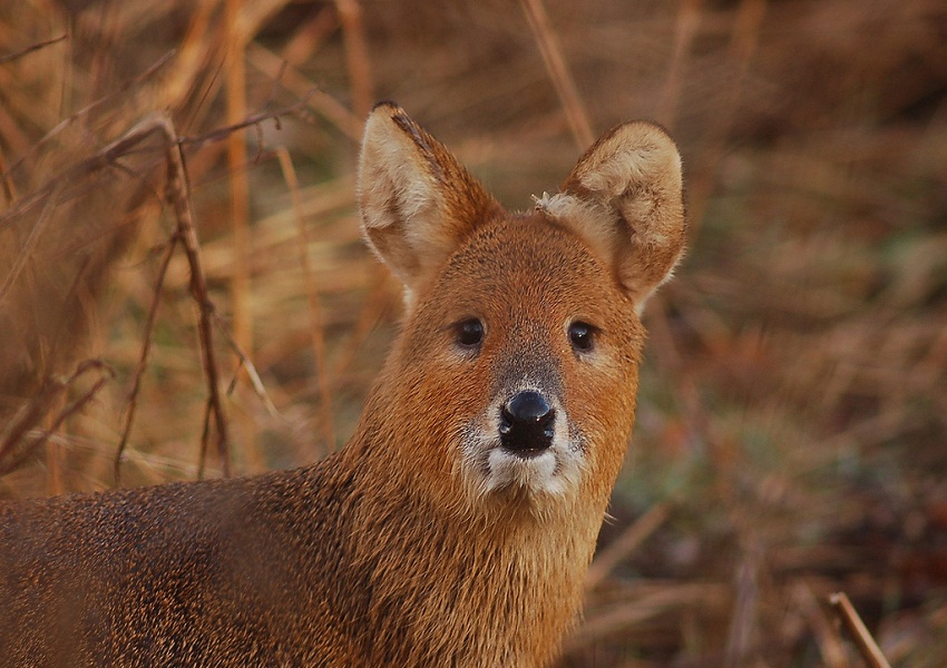 The Muzzle ring As A Deep Ancestral Marker In Deer Part 2 The Gape 