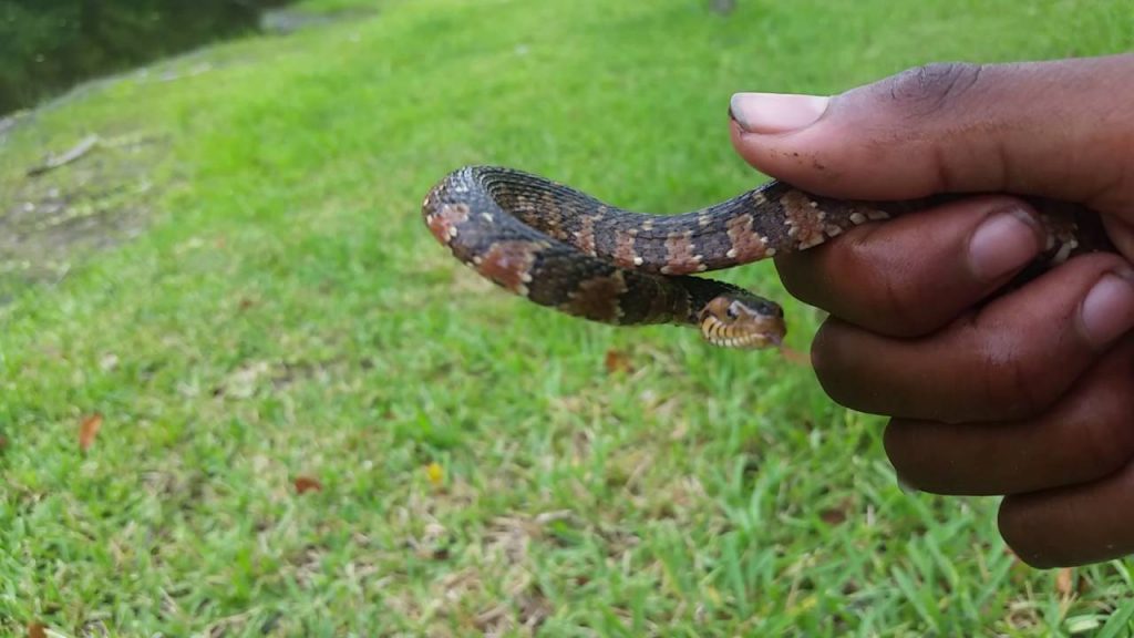 Banded Water Snake Facts, Habitat, Diet, Life Cycle, Baby, Pictures