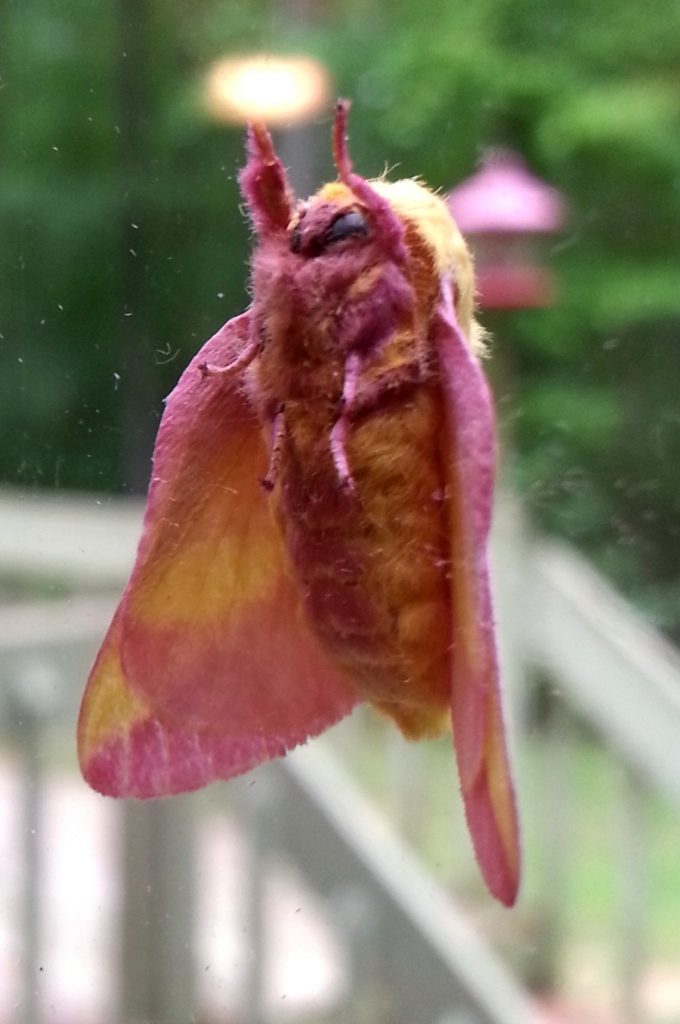 Rosy Maple Moth Facts, Habitat, Diet, Life Cycle, Baby, Pictures