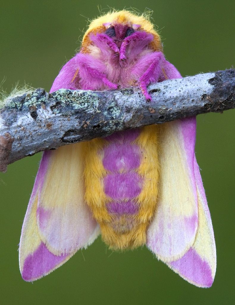 Rosy Maple Moth - Encyclopedia of Life