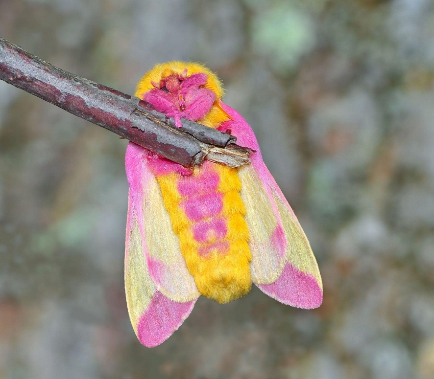 pink and yellow fuzzy moth