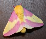rosy maple moth map