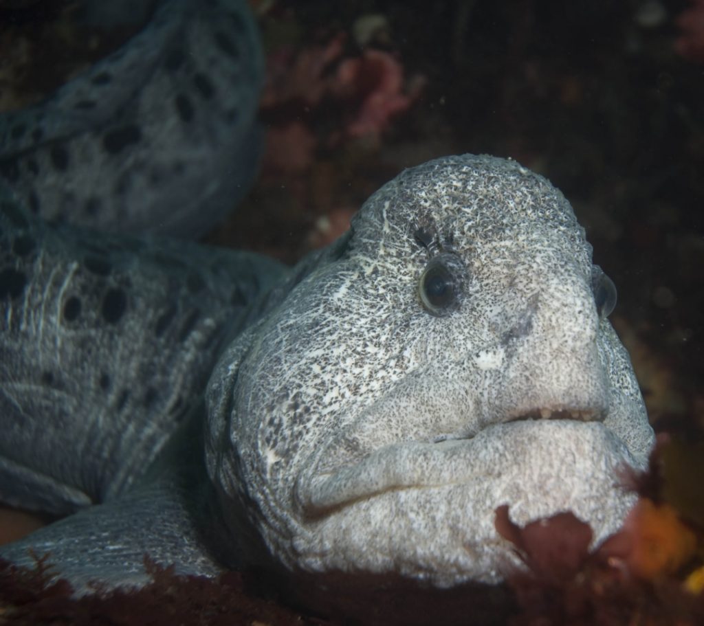 wolf eel images