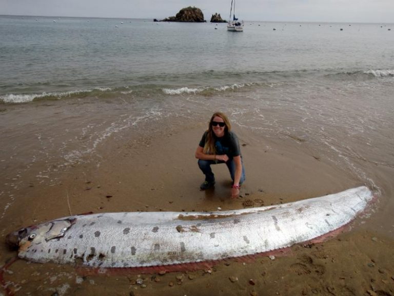 Giant Oarfish - Facts, Habitat, Diet, Life Cycle, Pictures