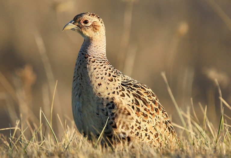 Ringneck Pheasant Facts, Habitat, Diet, Life Cycle, Baby, Pictures