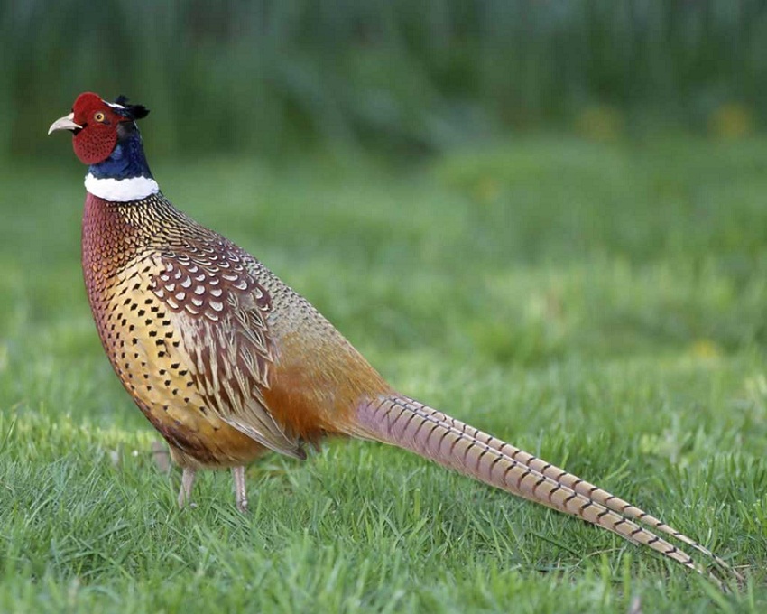 all about pheasants
