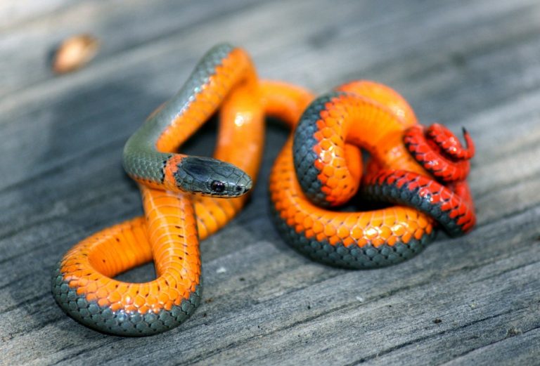 Ringneck Snake Facts, Habitat, Diet, Life Cycle, Baby, Pictures