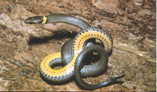 Ringneck Snake Facts Habitat Diet Life Cycle Baby Pictures