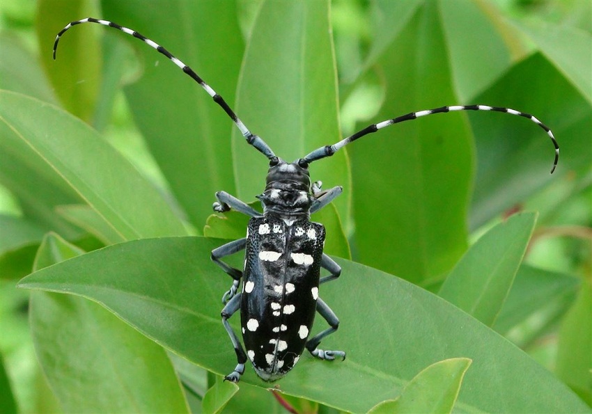 Asian Long-Horned Beetle Facts, Habitat, Diet, Life Cycle, Baby, Pictures