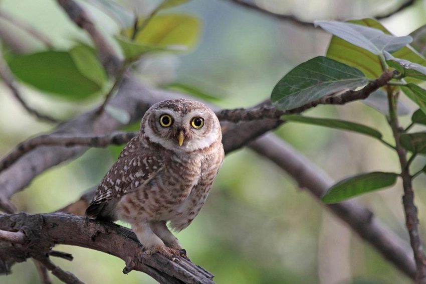 Elf Owl Facts, Habitat, Diet, Life Cycle, Baby, Pictures
