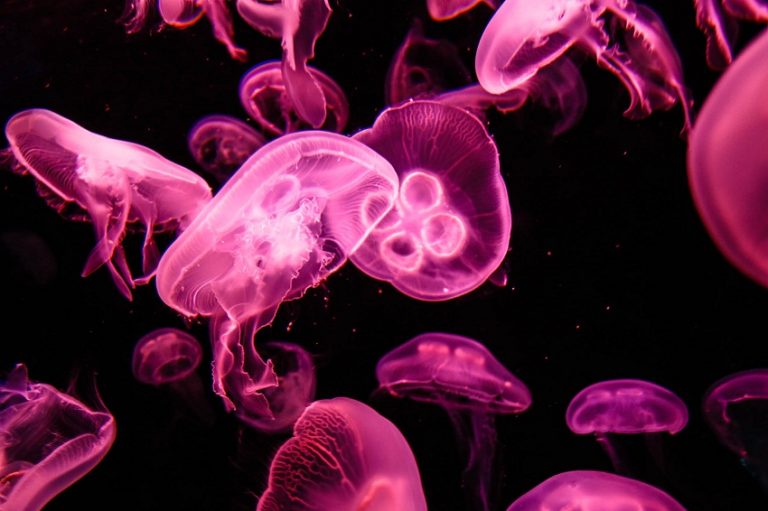 Moon Jellyfish Facts, Habitat, Diet, Life Cycle, Baby, Pictures