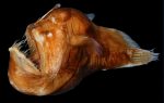 Humpback Anglerfish Facts, Habitat, Diet, Life Cycle, Pictures